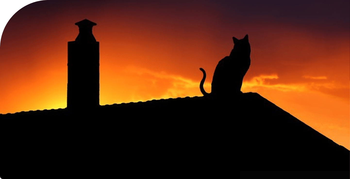 image chat sur un toit, travaux de couverture